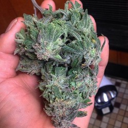 weedporndaily:  @xsacho420x