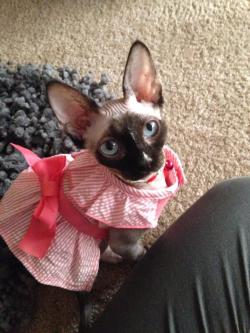 unimpressedcats:  dressed to impress  