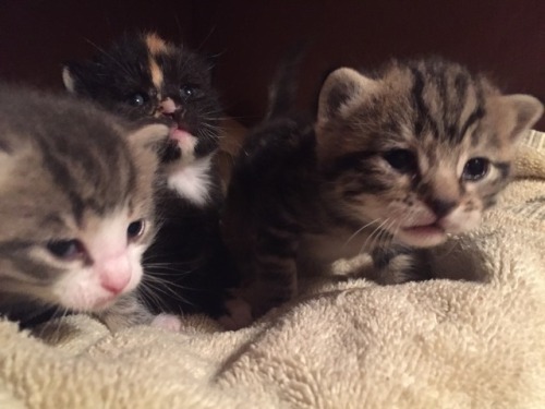 kyoukokirgiri:Kitten spam!They were born May 8th, so they’re about two and a half weeks old now.