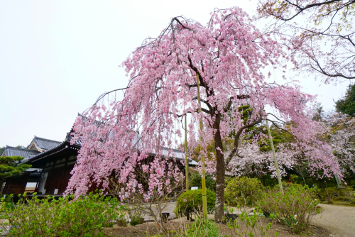 chitaka45:京都 法金剛院 待賢門院桜 桜2020 Kyoto Hokongoin cherry blossoms