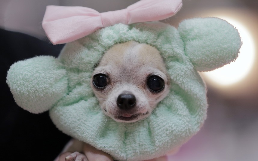 theanimalblog:  An 11-year-old female chihuahua, named Grizett wears a fashion item