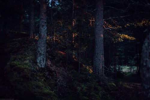 shadecraft-blog: Nature inspiration Shots from Karelia, summer 2015 © Aderhine photography
