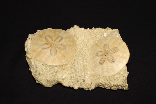 arockmaniac:Two!  Scutella stellata echinoid fossil sand dollars dating from the Miocene Period (23 