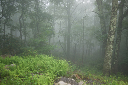 90377: Sams Point in the Fog by WhatsAllThisThen