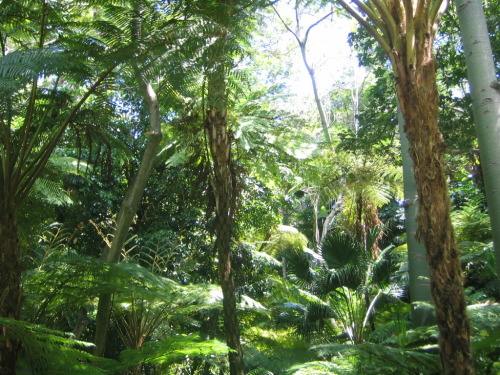 java-jungle: vanillaa-sunshine: ❁❁ Calm and relaxing jungle blog ❁❁ jungle blog