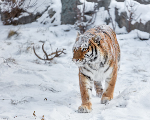 beautifulklicks - Amur tigressOleg Bogdanov