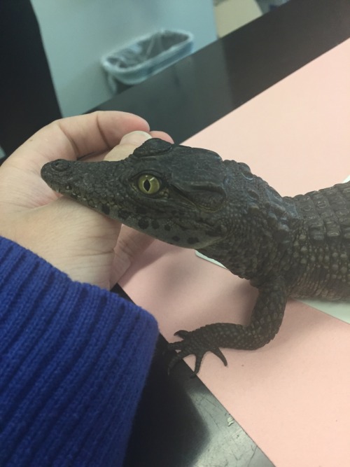 spacesnek:she rests her chin on my hand The calmest baby croc I’ve ever seen