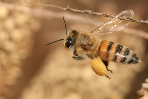 theolduvaigorge: A taste for honey: bees in African rock art by Helen Anderson, Project Cataloguer o