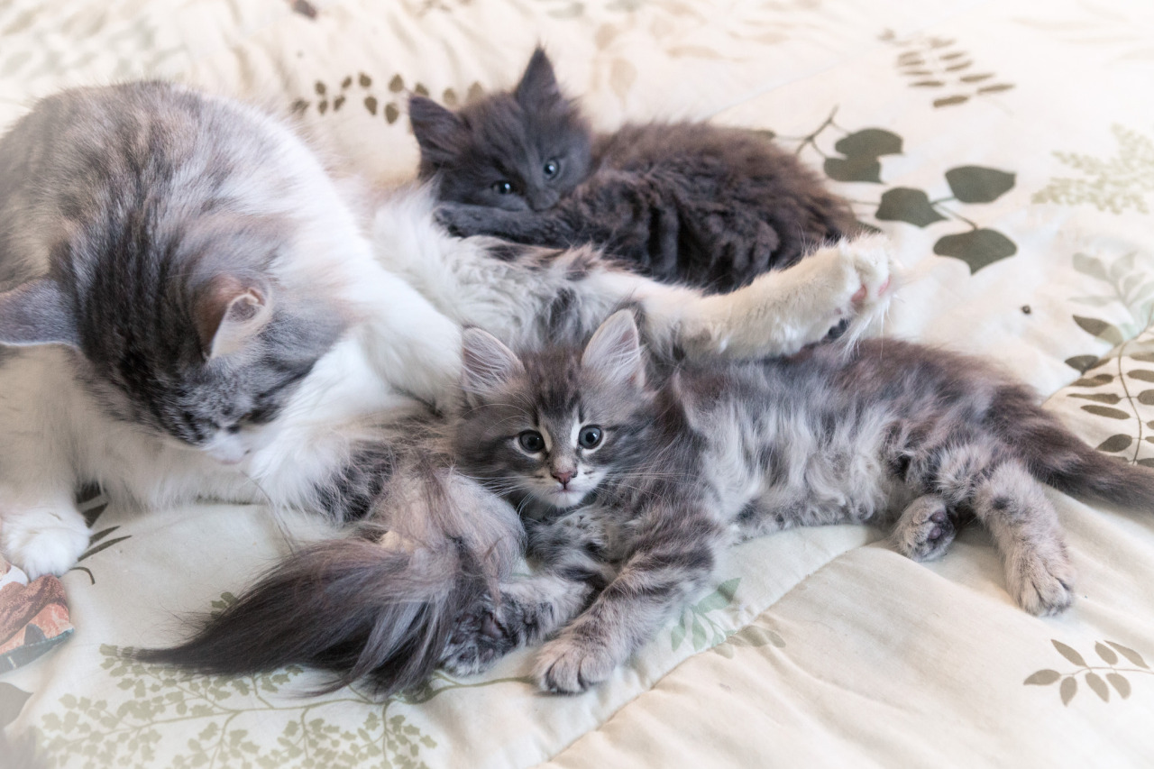 cybergata:   	Piles of fluff by Sara Belmont    	Via Flickr: 	Solje, Periwinkle and