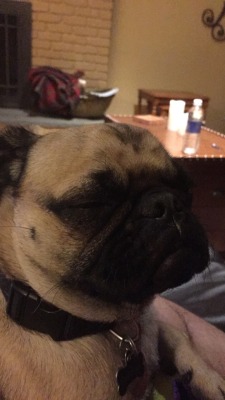 mypugobsession:  My pug Brinnaby SueSubmission from:http://brandon-ly0ns.tumblr.com/