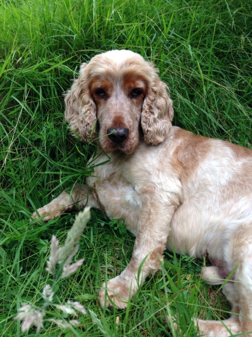 mcry:my dog’s actually a male model ok