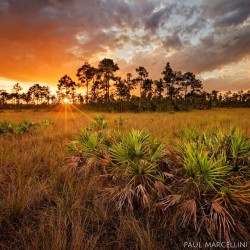 natureconservancy:  With pine rocklands in the background and a foreground clump of palmettos growing in the freshwater prairie, it is only inches in elevation difference that determines the habitats that develop in the Everglades. The pines may be only