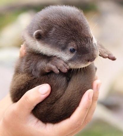 Porn cutepetclub:  Baby Otter… https://t.co/qzfsXaduvf photos