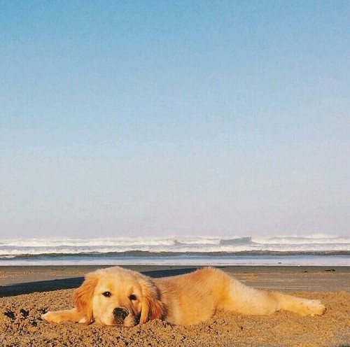 M E R M A I D