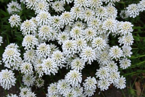 Evergreen Candytuft / Immergruene Schleifenblume (Iberis sempervirens)