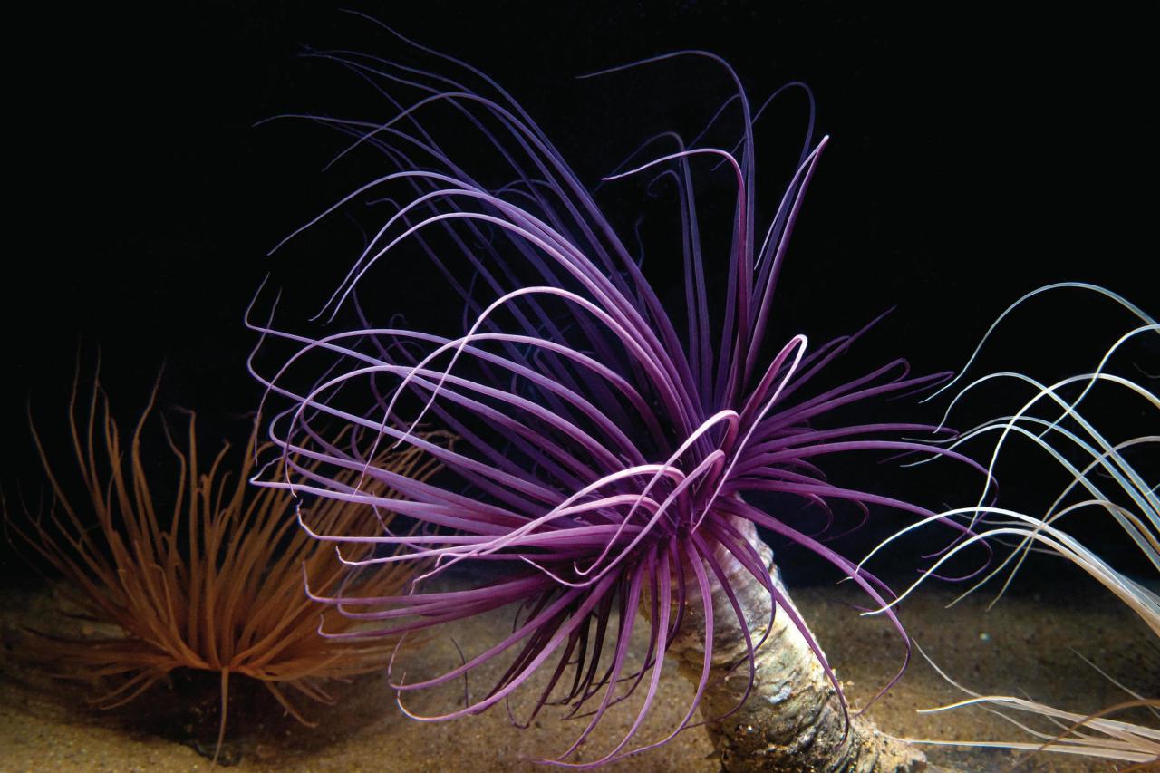 Tube anemone at the Aquarium, one orange in the background, a white one in the foreground and a purple one as a subject