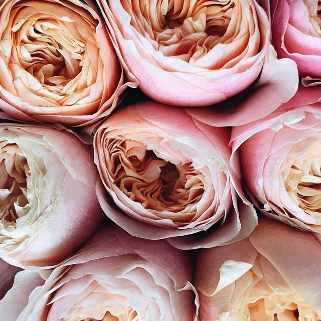 floralls:    by anna remarchuk    