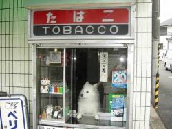 itguidesandnews:  Tobacco shopitguidesandnews.tumblr.com