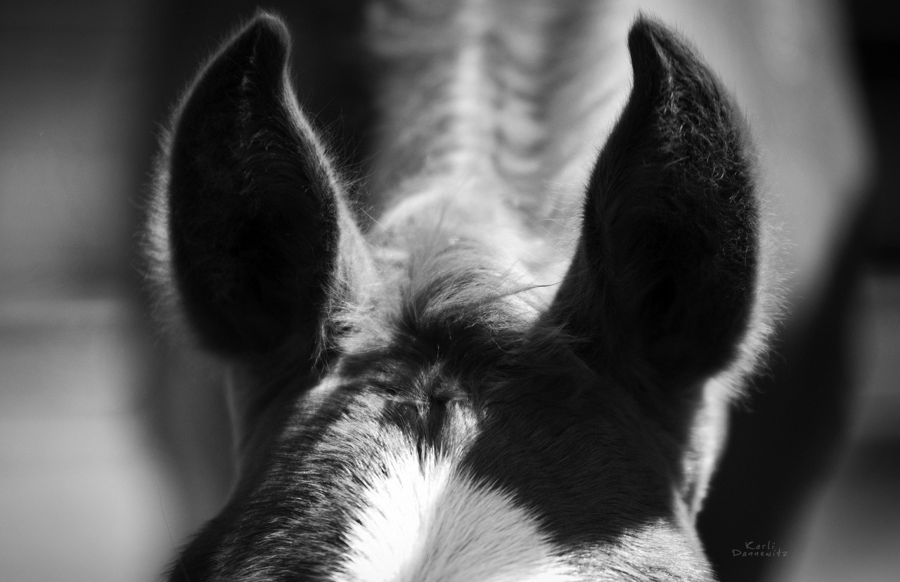 karideshorses: karlidannewitz_photography
