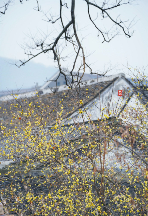 wintersweets in chinese garden by 云溪AN and 秋嫣旅行