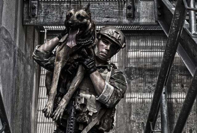 #military#dogs