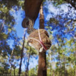 sirfrogsworth:  Robert Irwin is the 14-year-old son of Steve Irwin. He has taken up his father’s passion for animals and it has manifested as wildlife photography. I feel like I am qualified enough to say he is remarkably good. And not just “for