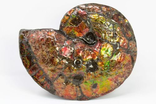 This is a truly spectacular ammonite fossil (Placenticeras meeki), collected from the Bearpaw Shale 