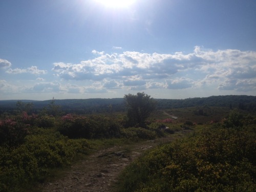 hadtoomuchtodreamlastnight:dirtyflowerchild:The Dolly Sods, WVmy favorite state