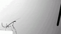 gif-guy:Other Funny Gifs http://gif-guy.tumblr.com/