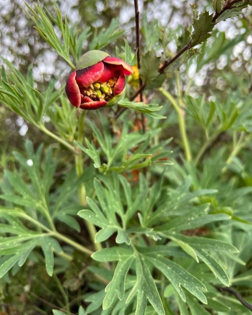 #PaeoniaCalifornica / #CaliforniaPeony. One of the weirdest-looking plants we have out here. They lo