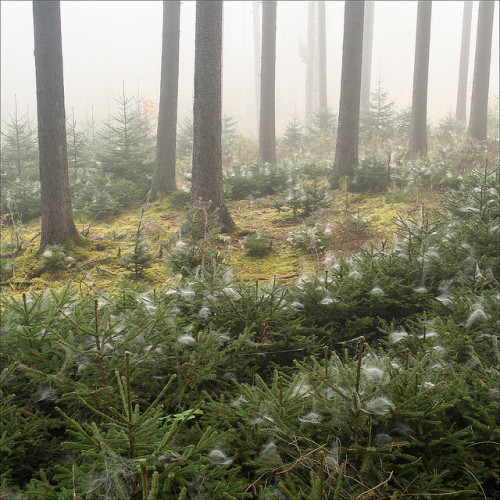 The forbidden forest by *regina* on Flickr.