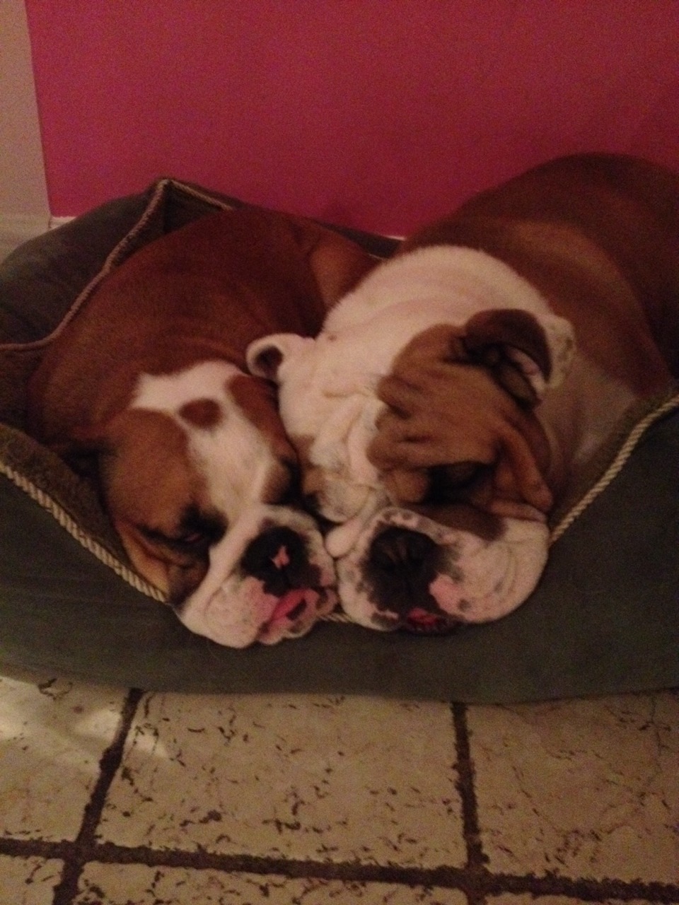 English Bulldog Love