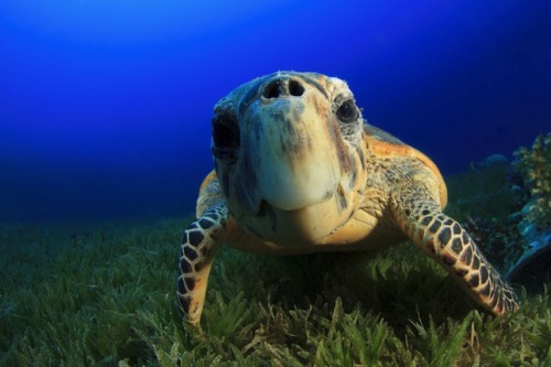 mothernaturenetwork:Critically endangered sea turtles rebound in NicaraguaHawksbill sea turtles are 