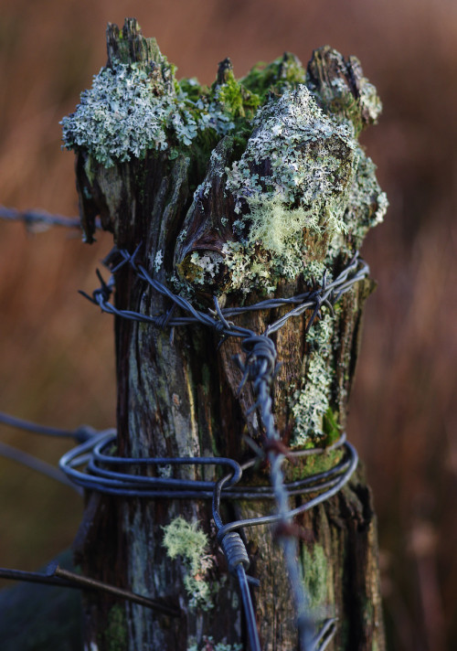 Well trussed-up, slightly crushed. This fencepost isn&rsquo;t going anywhere, though it might disint