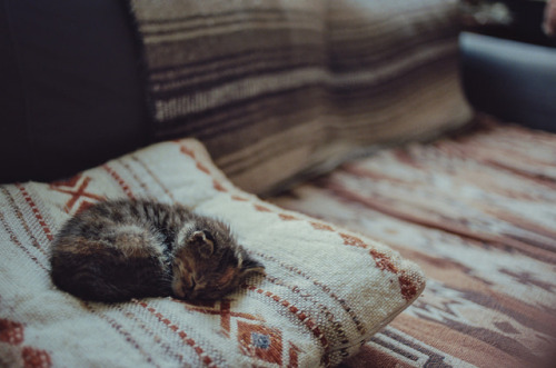 cuprikill:   untitled by Theo Gosselin on Flickr. 