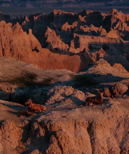 wild-west-wind:Bighorn sheep during the golden hour in Badlands. I saw so many sheep on this drive. 