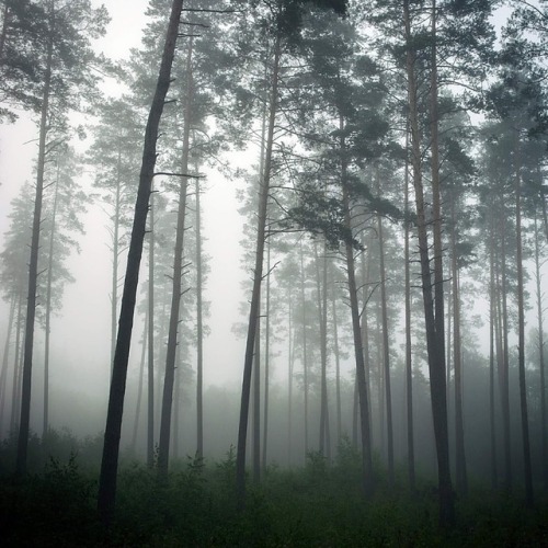 magic-spelldust: Silent Forest by Vidmantas Minkstimas
