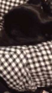 sizvideos:  Cute french bulldog puppy loves her cuddle spot!Video
