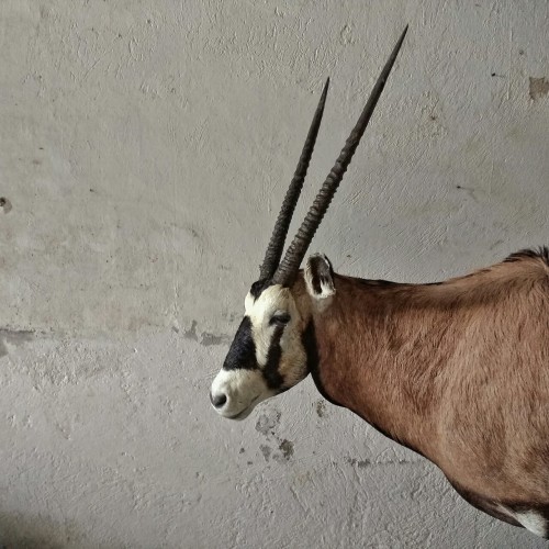 ioseee:  Oryx gemsbok