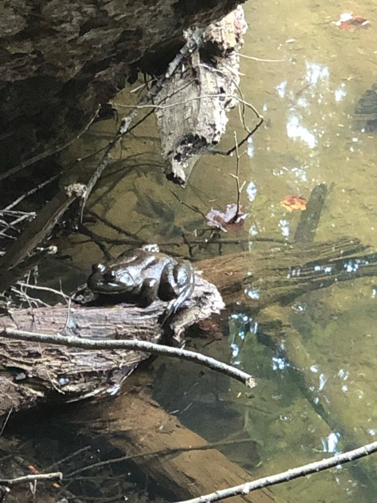 @noboneslefttosave , spotted this big ole good boy while out on the last hike of