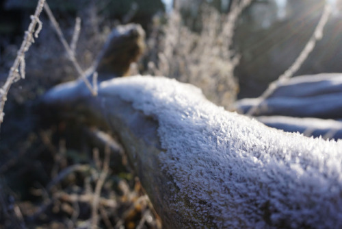 Ice dorsal.North of France.