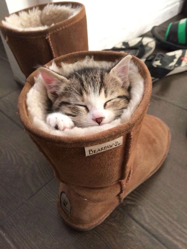 daddyspurty:  Because kittens are 😍😍
