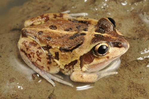 toadschooled: The short-footed frog [Cyclorana brevipes] is a small burrowing species native to east