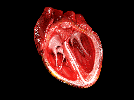 medschoolgeek:This is how heart works &lt;3 &lt;3 &lt;3   I love my heart