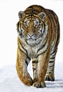 beautiful-wildlife:  Just Strolling by Paul