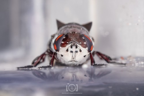 Face of a chonky fly; white below, reddish brown uppers. Eyes sort of a blue-gray, with a red marking in each like an exclamation point written in blood. Two dark structures on her back behind her wing attachment point loom like the ears of a cat.