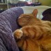 pandor-pandorkful:So I&rsquo;ve been sleeping with a laundry basket on the bed