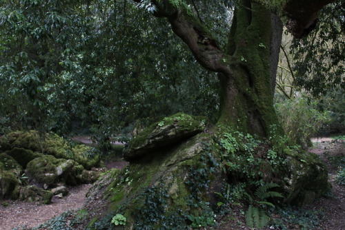 Blarney Castle Grounds,County Cork, Republic of Ireland