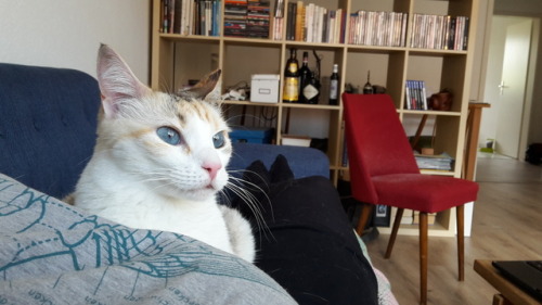 Catsitting for fellow tunblerinos