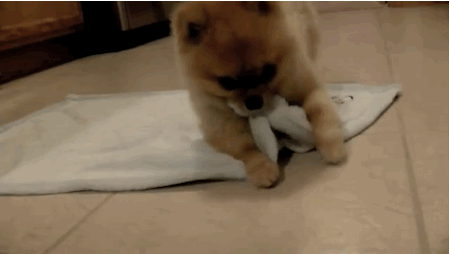 Cute Little Animal gifs — chichiwho: puppy burrito!